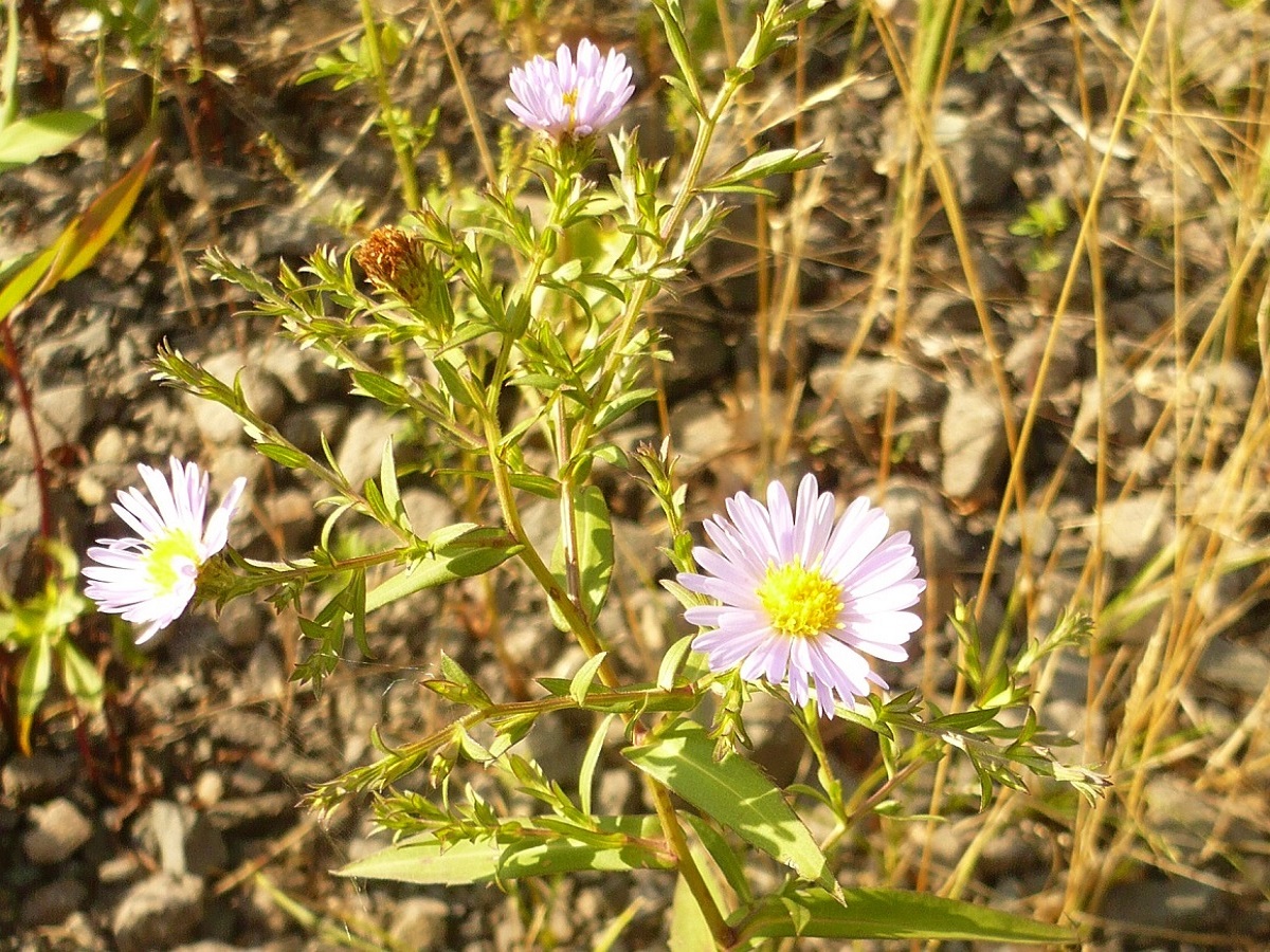Symphyotrichum novi-belgii (Asteraceae)